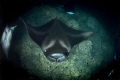 I normally don't point my camera straight down, but it worked out this time.
Night dive, fisheye 