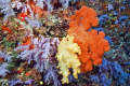 Soft Coral capitol of the World 