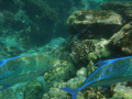 Jacks, Big Island, Hawaii 