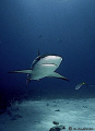 "Lowrider" This Caribbean Reef Shark is flying low while on the hunt for a bit of food.This photo was taken off Nassau last month. 