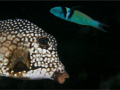 trunk fish 