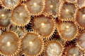 Protopalythoa, photographed at Sharks Cove on Oahu with my Canon 20D w/60MM macro @ 1/60's F/4 ISO/200. 