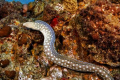 Sharp tail eel, D300, Sigma 14mm, twin D125 strobes 