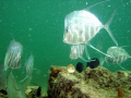 Lookdowns under the Anglin Pier at Lauderdale by the Sea 