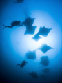 Just some of the 100+ Mantas at Hanifaru today! 

Olympus SP350, Inon fisheye lens.
Baa Atoll, Maldives. 