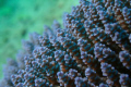 Acropora Coral 