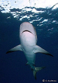 I love safety stops ! This Caribbean Reef Shark didnt seem as though he was ready for us to leave. This photo was taken while diving off Nassau. I used my DC500 w/dual strobes and wide angle lens. 