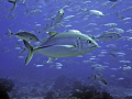 School of jacks, right when I snapped this one swam right in focus! 