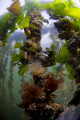 Picture of hanging mussel culture in the Oosterschelde, Northsea in Holland. Picture taken with a 10,5 mm fisheye lense at +/- 5 cm from the anenome. 