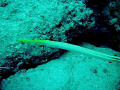 Trumpet fish on the inside reef at Lauderdale by the Sea 