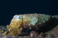 Cuttlefish - so ugly it's beautiful 