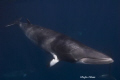 Minke with Tatoo, another 3 mnke's in the Background, Shot made on Lighthouse Boomie, Northern Great Barrier Reef, Nikon D200, No Strobes Allowed 