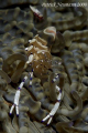 Anilao is not only good for Nudis, you know.. :)

Taken with Canon 400D+100mm macro lens 