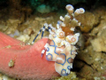 Harlequin shrimp, Similans, Thailand. Taken with Canon G9. Took ages to get this shot as he was well hidden!! 