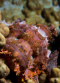 Scorpion Fish - shot taken on Twin Bommies in Port Vila 