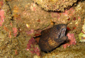 Keep Out!!!.............Undulated moray,Ulua beach,Maui,Hawaii 