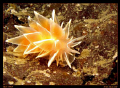 Cold waters, warm colors.  A nice orange nudi from Victoria, British Columbia, Canada.  Canon G7, single Sea and Sea YS27DX, Inon UCL165 Lens 