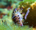 A Pink Flabellina (flabellina affinis) tending to what i believe are its eegs. 