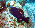 Black Durgon seen July 2008 at Grand Cayman.  Photo taken with a Canon SD 550. 