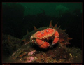 Crab and Sea Cucumber.  Taken in the cold waters of British Columbia, Canada with a Canon G7, andS ea and Sea YS27DX Single Strobe.   