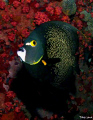 French Angelfish set against the haul of the Veronica L. 