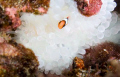 Anemone fish 