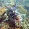 Turtle on inside reef at Lauderdale by the Sea 