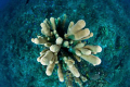 Pillar Coral (view looking down with my fish-eye lense).   