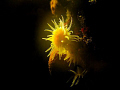Yellow Solitary Coral at a depth of 55m Komiza Vis. 