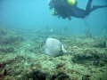 Dive and French Angelfish enjoying the inside reef at Lauderdale by the Sea 