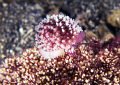 Gangga island,north sulawesi,nikon d2x 80mm macro 