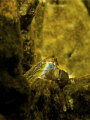 A Rock Crab in a very shallow depth natural light. 