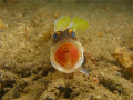 Open wider please! Angry Jawfish taken at Bunaken, Manado, North Sulawesi with Canon G9, Ikelite housing, Inon strobes 