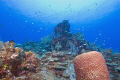 Beautiful, healthy reef at Chinese Garden, North wall, Grand Cayman.  August 2008. Nikon 12-24 mm. D200. L&M housing. 