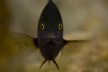 jewel damselfish (plectroglyphidodon lacrymatus) taken at ras kati. 