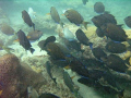 Doctor fish on the inside reef at Lauderdale by the Sea 
