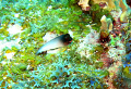 Redlip Blenny seen August 2008.  Photo taken with a Canon SD550. 