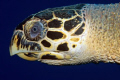Hawksbill, D300, 105VR 