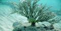 Spanish grunt on the inside reef at Lauderdale by the Sea 