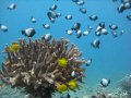Hawaiian Domino Damselfish 