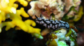 I did not like to enter another nudi but what a great "stretch" 