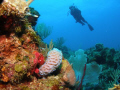 nice view of samara !!! in mermaid point dive site at parguera area!!PUERTO RICO 