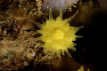 Corals - Astroides calycularis 