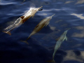 3 delphines escorting our dive boat from similans - it's nice to have these beautiful delphines with you for quite a while! 