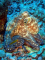 Octopussy Time rigth in front of you - as you know, most the time you only get the photo shot when these creatures are hiding in between some corals, rocks, etc.
 