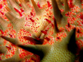 Crown of Thorns Seastar 