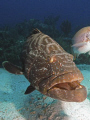 Black Gouper (Mycteroperca bonaci)
Ambergris Caye, Belize 08 