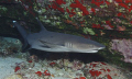 White-tip reef shark at Molokini Crator, Maui. Shot with a Canon 30D in an Ikelite housing, with a 17-40/4 and a DS-160 strobe in about 65' of water. 