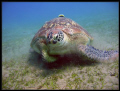 Turtle at Abu Dabbab - Marsa Alam 