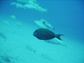 Doctor fish on the inside reef at Lauderdale by the Sea 